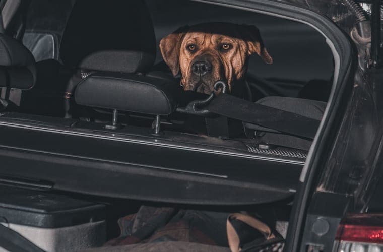Dog looking out from a car cargo area beside packed bags